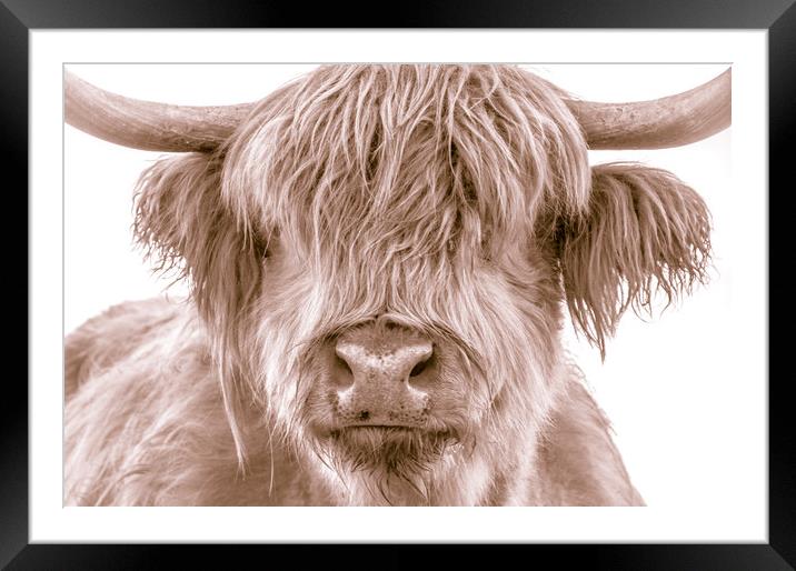 Hairy Coo Collection 2 of 7 Framed Mounted Print by Willie Cowie