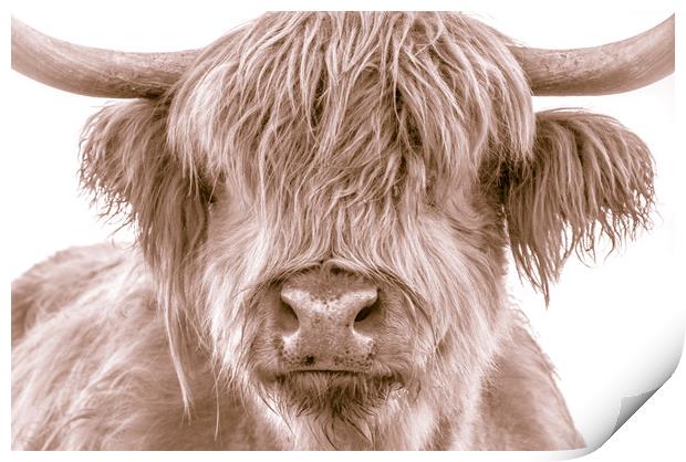 Hairy Coo Collection 2 of 7 Print by Willie Cowie