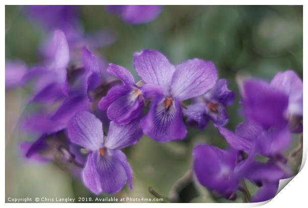   Beautiful violets on a grass bank.               Print by Chris Langley