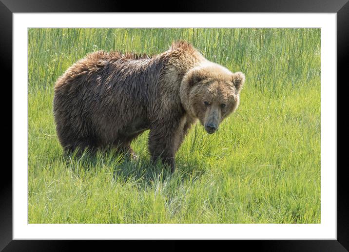 Don't Mess with Mama Bear Framed Mounted Print by Belinda Greb