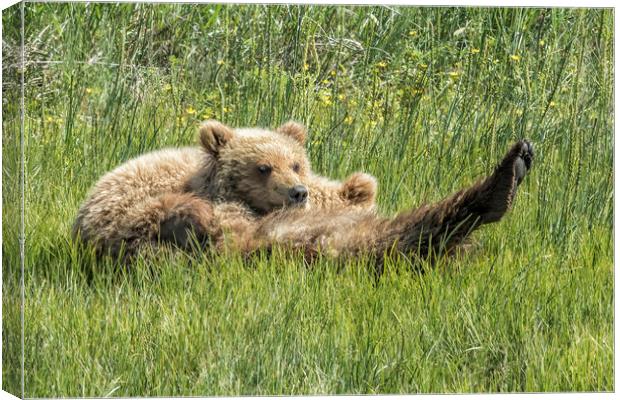 My Foot's So Pretty, Oh So Pretty - Bear Cubs, No. Canvas Print by Belinda Greb