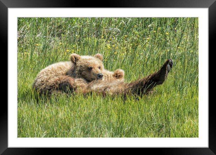 My Foot's So Pretty, Oh So Pretty - Bear Cubs, No. Framed Mounted Print by Belinda Greb
