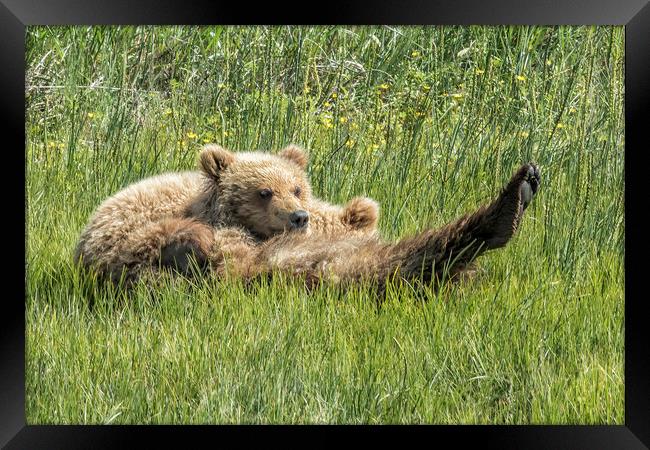 My Foot's So Pretty, Oh So Pretty - Bear Cubs, No. Framed Print by Belinda Greb
