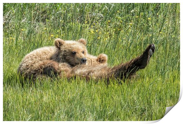 My Foot's So Pretty, Oh So Pretty - Bear Cubs, No. Print by Belinda Greb