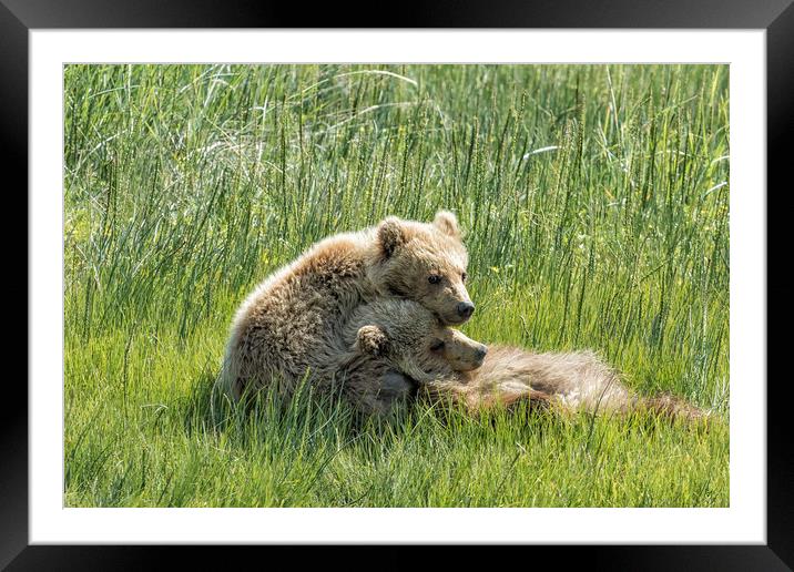 I Got Your Back - Bear Cubs, No. 4 Framed Mounted Print by Belinda Greb