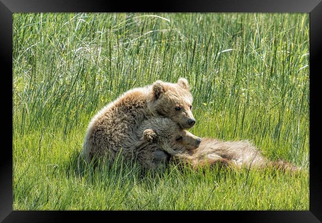 I Got Your Back - Bear Cubs, No. 4 Framed Print by Belinda Greb