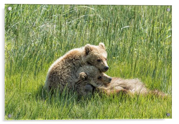 I Got Your Back - Bear Cubs, No. 4 Acrylic by Belinda Greb