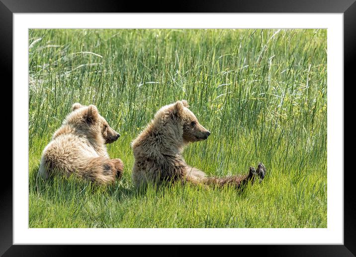 Unbearably Cute - Bear Cubs, No. 5 Framed Mounted Print by Belinda Greb