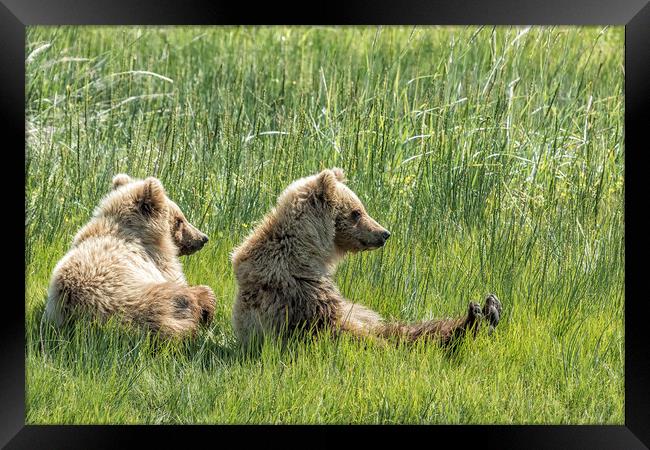 Unbearably Cute - Bear Cubs, No. 5 Framed Print by Belinda Greb