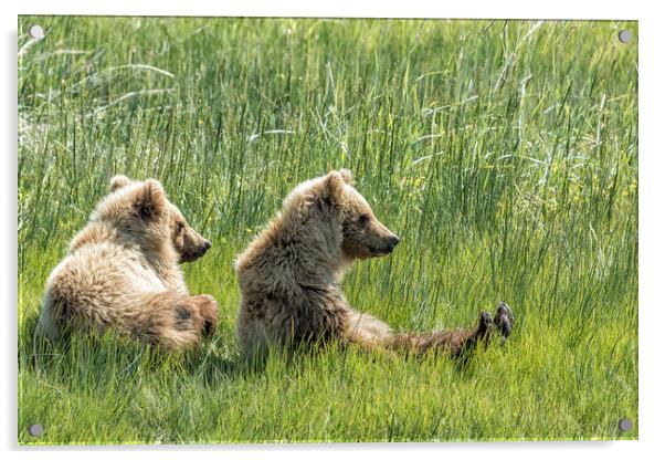 Unbearably Cute - Bear Cubs, No. 5 Acrylic by Belinda Greb