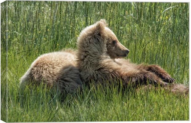 Settling Down Again - Bear Cubs, No. 6 Canvas Print by Belinda Greb