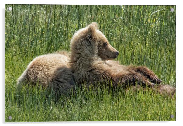 Settling Down Again - Bear Cubs, No. 6 Acrylic by Belinda Greb