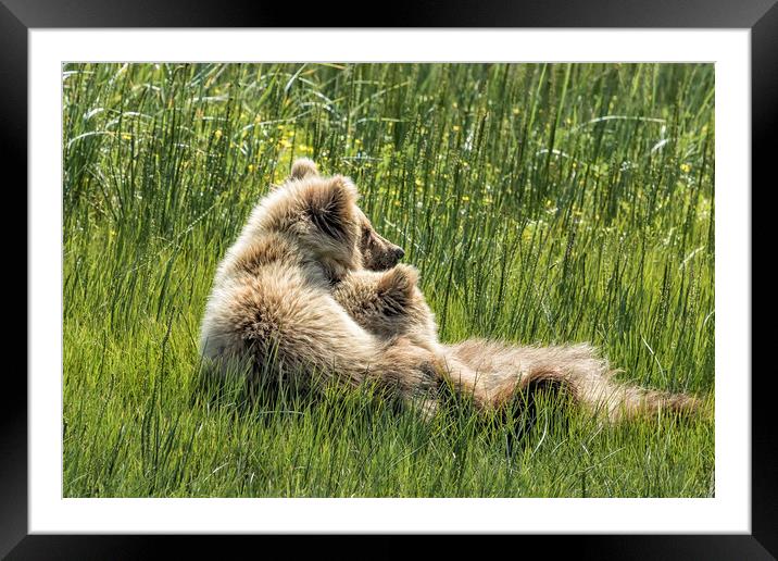 Best Friends Fur Ever - Bear Cubs, No. 8 Framed Mounted Print by Belinda Greb