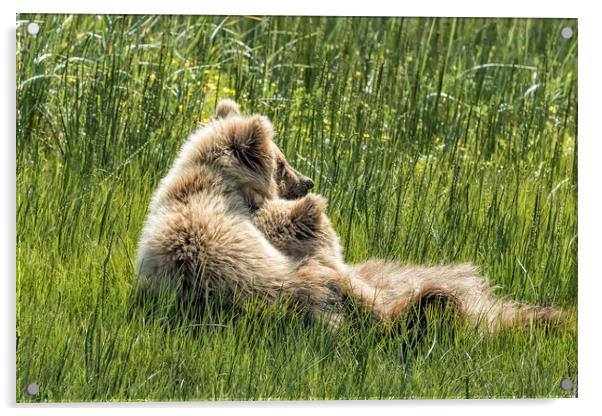 Best Friends Fur Ever - Bear Cubs, No. 8 Acrylic by Belinda Greb
