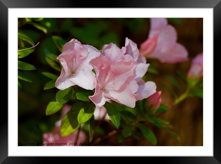 Sun-kissed Azaleas  Framed Mounted Print by Margaret Stanton