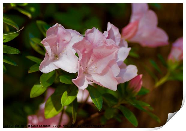 Sun-kissed Azaleas  Print by Margaret Stanton