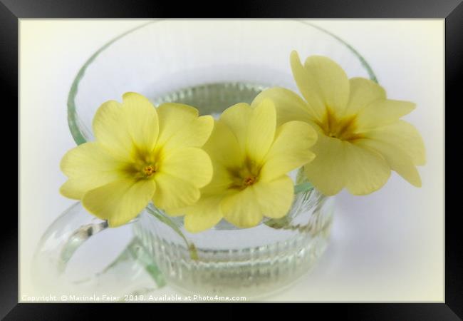 primrose in a coffee cup Framed Print by Marinela Feier