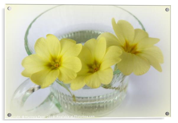 primrose in a coffee cup Acrylic by Marinela Feier