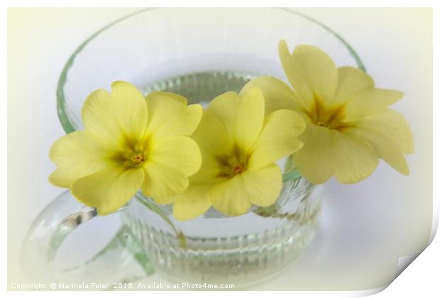 primrose in a coffee cup Print by Marinela Feier
