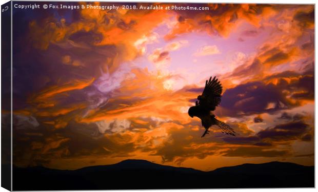 Kestrel Bird Of Prey Canvas Print by Derrick Fox Lomax