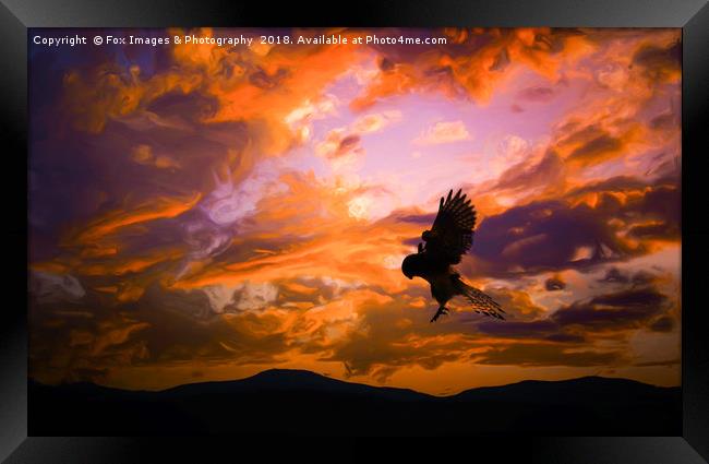Kestrel Bird Of Prey Framed Print by Derrick Fox Lomax