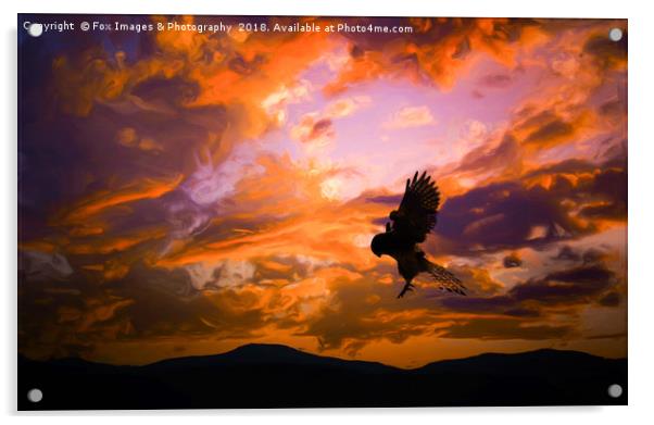 Kestrel Bird Of Prey Acrylic by Derrick Fox Lomax