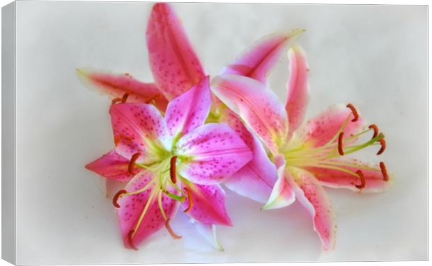 pink lily's Canvas Print by sue davies