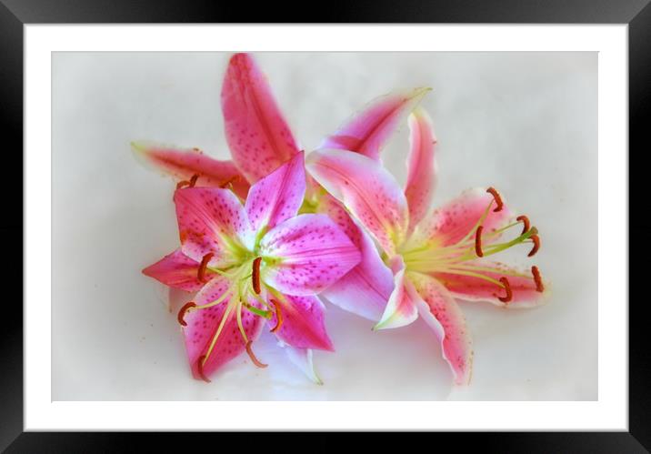 pink lily's Framed Mounted Print by sue davies