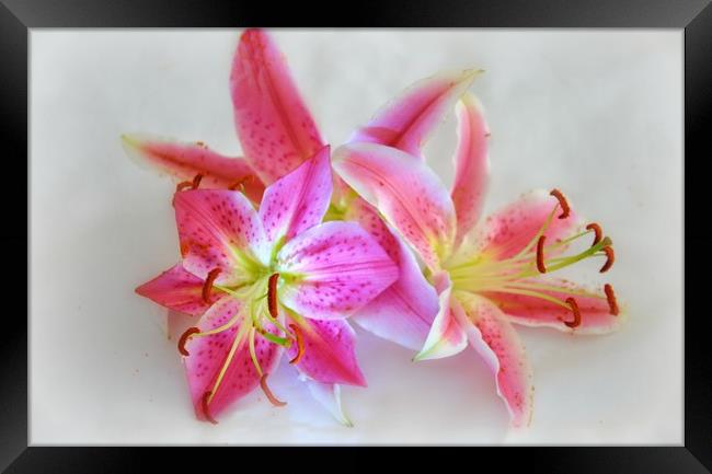 pink lily's Framed Print by sue davies