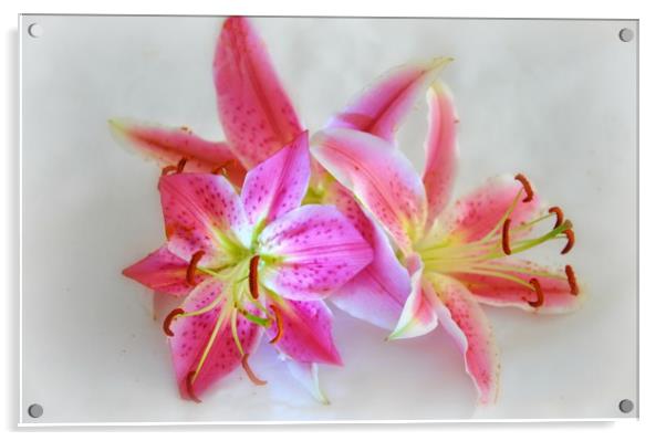 pink lily's Acrylic by sue davies