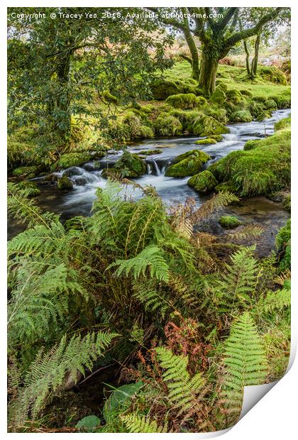 Flowing Beside The Ferns. Print by Tracey Yeo