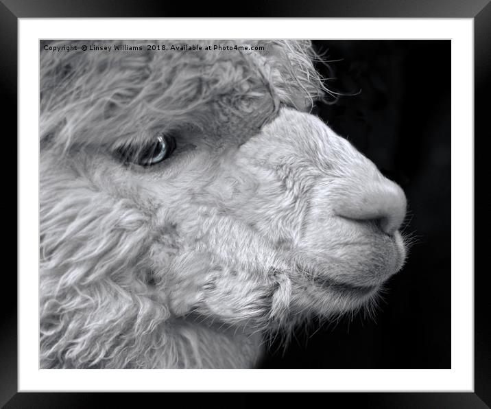 Alpaca Framed Mounted Print by Linsey Williams