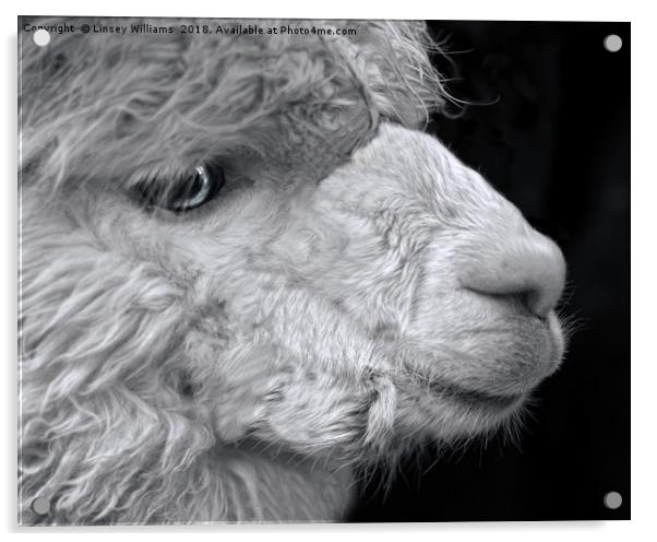 Alpaca Acrylic by Linsey Williams