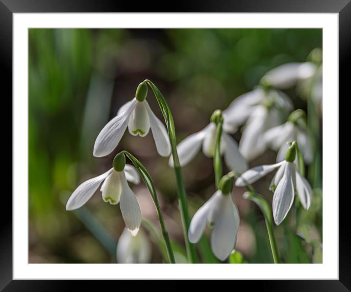 Snowdrops in Bloom Framed Mounted Print by Pam Sargeant
