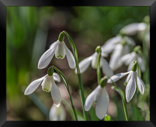 Snowdrops in Bloom Framed Print by Pam Sargeant