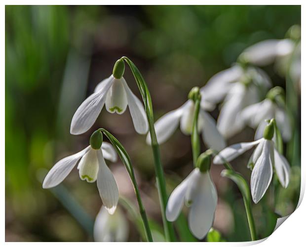 Snowdrops in Bloom Print by Pam Sargeant