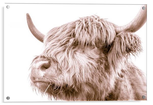 Hairy Coo Collection 3 of 7 Acrylic by Willie Cowie