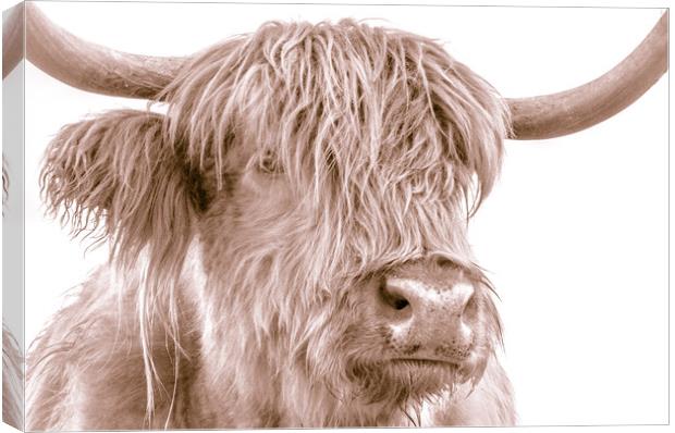 Hairy Coo Collection 4 of 7 Canvas Print by Willie Cowie