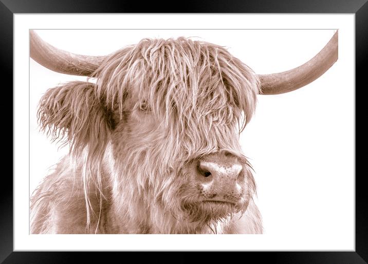 Hairy Coo Collection 4 of 7 Framed Mounted Print by Willie Cowie