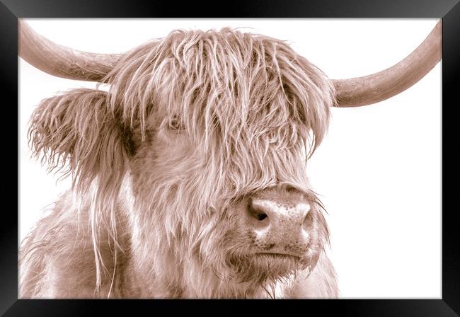 Hairy Coo Collection 4 of 7 Framed Print by Willie Cowie