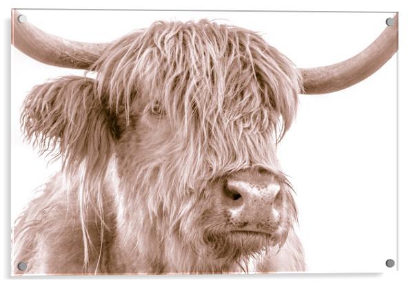 Hairy Coo Collection 4 of 7 Acrylic by Willie Cowie