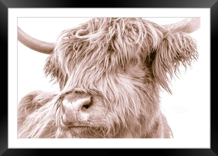 Hairy Coo Collection 5 of 7 Framed Mounted Print by Willie Cowie