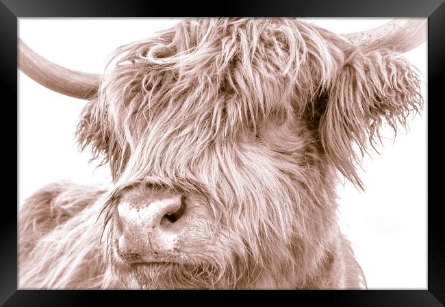 Hairy Coo Collection 5 of 7 Framed Print by Willie Cowie