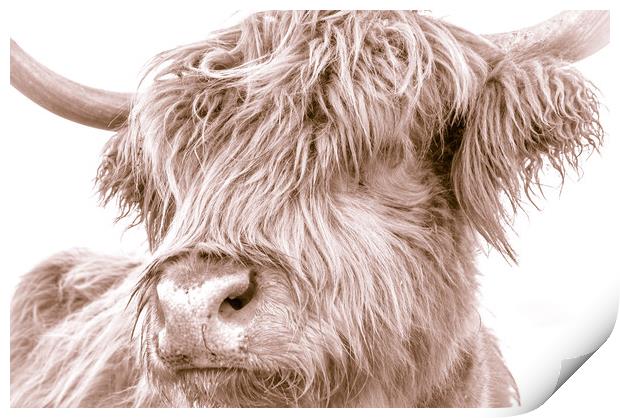Hairy Coo Collection 5 of 7 Print by Willie Cowie