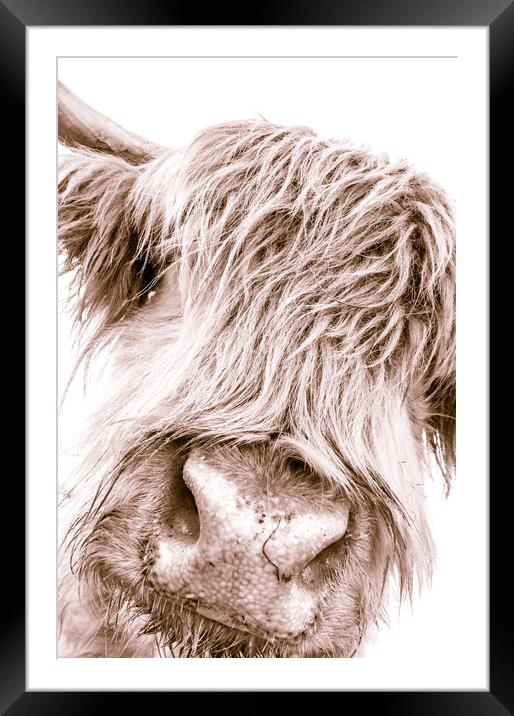 Hairy Coo Collection 6 of 7 Framed Mounted Print by Willie Cowie