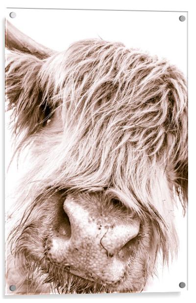 Hairy Coo Collection 6 of 7 Acrylic by Willie Cowie