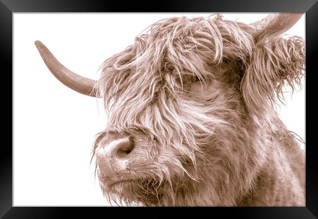 Hairy Coo Collection 7 of 7 Framed Print by Willie Cowie