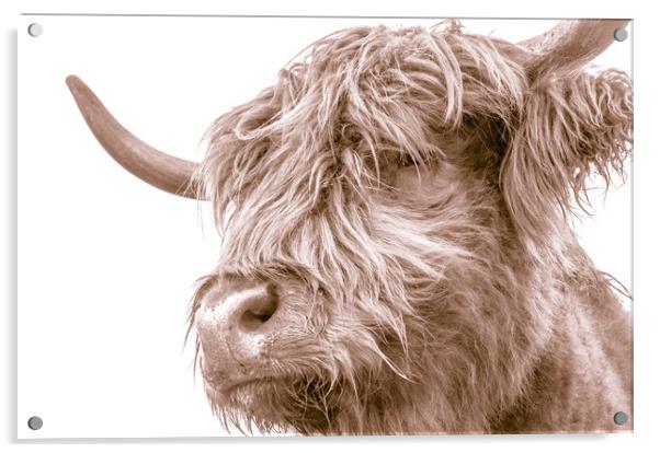 Hairy Coo Collection 7 of 7 Acrylic by Willie Cowie