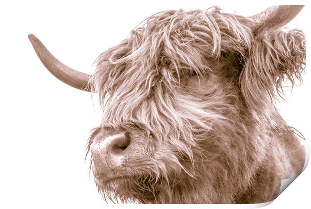 Hairy Coo Collection 7 of 7 Print by Willie Cowie