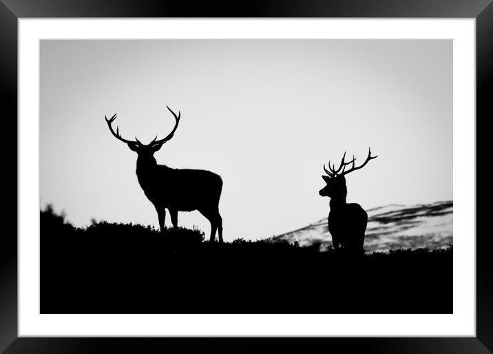 Red Deer Stags Framed Mounted Print by Willie Cowie